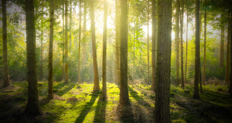 Seguro Verde, el seguro que planta árboles